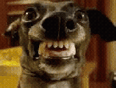 Dog's Mouth And Teeth Close Up GIF