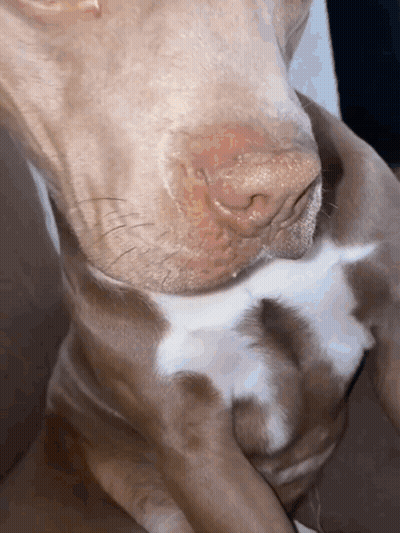 Dog's Nose And Neck Close Up GIF
