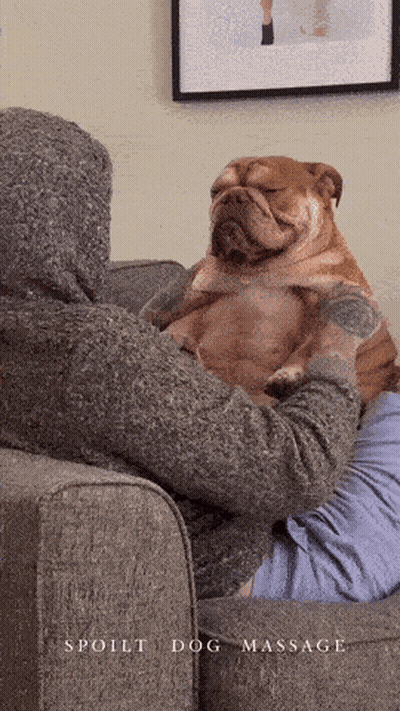 Dog's Nose Close Up Looking At Camera GIF