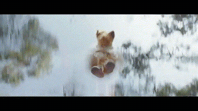 Dog's Paw Hanging From Window GIF