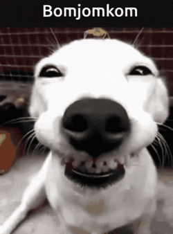 Dog's Ugly Big Smirk GIF