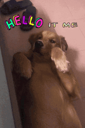 Dog Saying Adele Hello It Me GIF