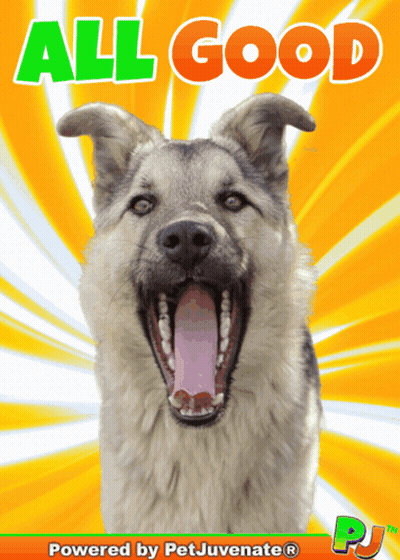 Dog Saying All Good GIF
