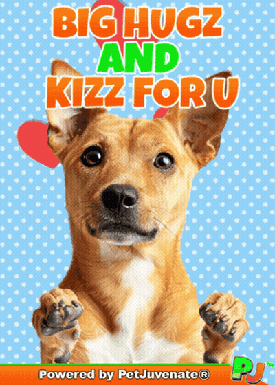Dog Saying Big Hugz And Kizz For U GIF