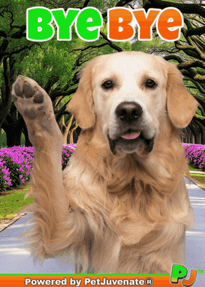 Dog Saying Bye Bye GIF