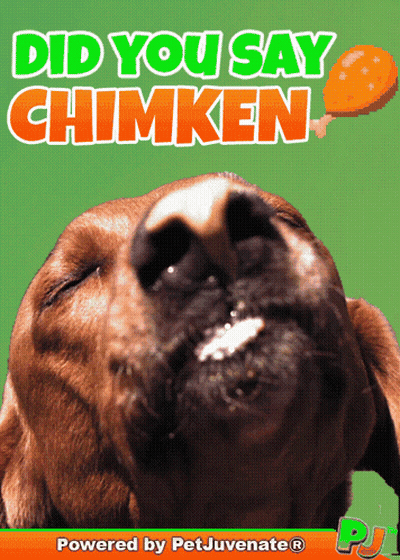 Dog Saying Did You Say Chimken GIF