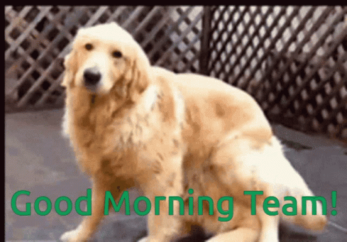 Dog Saying Good Morning Team GIF