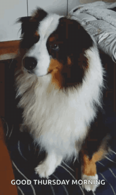 Dog Saying Good Thursday Morning GIF