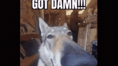 Dog Saying Got Damn GIF