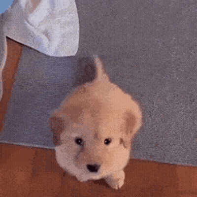 Dog Saying Have a Great Day Lucas & Friends