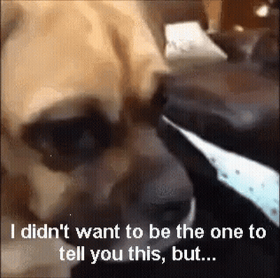 Dog Saying I Didn't Want To Be The One To Tell You This GIF