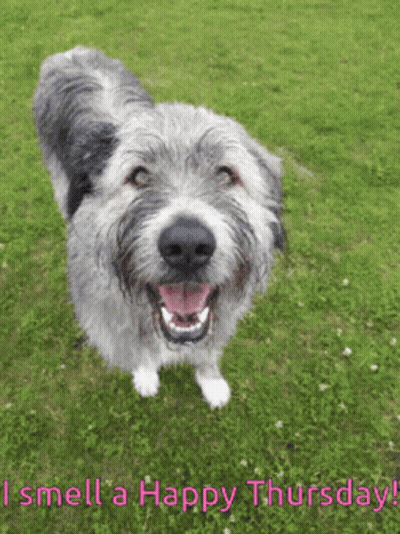 Dog Saying I Smell A Happy Thursday GIF