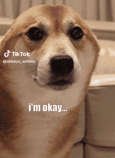Dog Saying Im Okay GIF