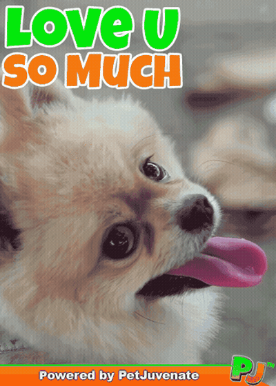 Dog Saying Love U So Much GIF