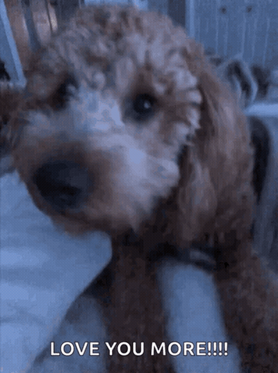 Dog Saying Love You More GIF