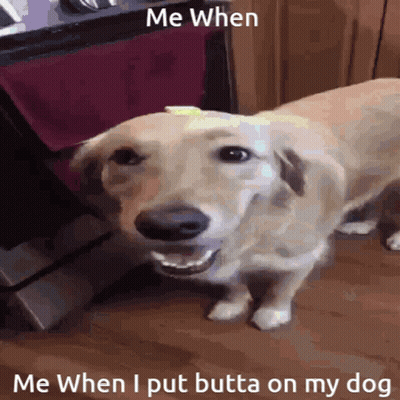 Dog Saying Me When I Put Butta On My Dog GIF