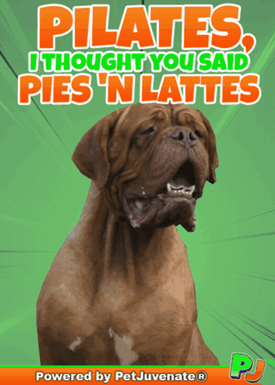 Dog Saying Pilates I Thought You Said Pies 'N Lattes GIF