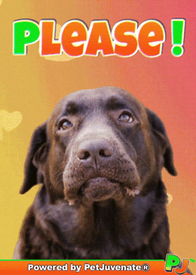 Dog Saying Please GIF