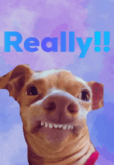 Dog Saying Really In Blue GIF