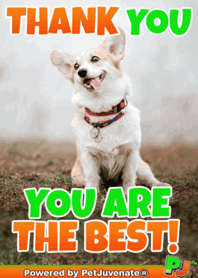 Dog Saying Thank You You Are The Best GIF