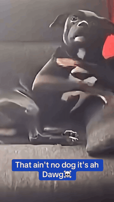 Dog Saying That Ain't No Dog It's Ah Dawg GIF