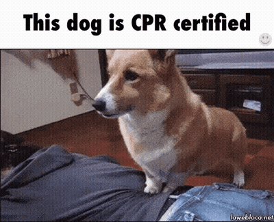 Dog Saying This Dog Is CPR Certified GIF