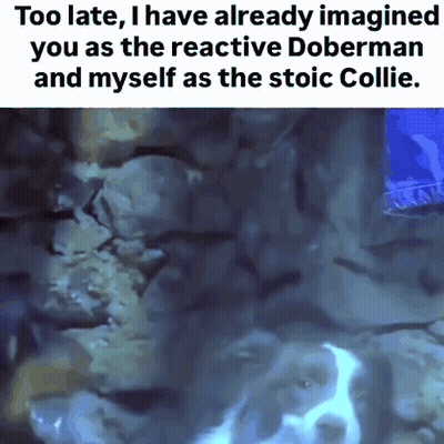Dog Saying Too Late I Have Already Imagined You As The Reactive Doberman GIF