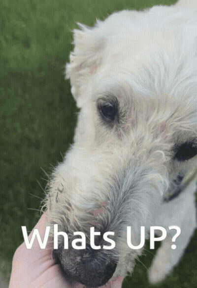 Dog Saying Whats Up GIF