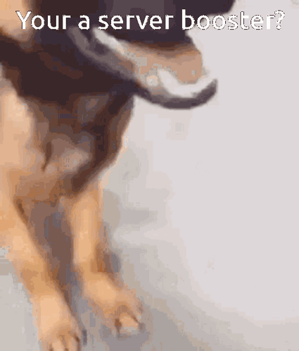 Dog Saying Your A Server Booster GIF