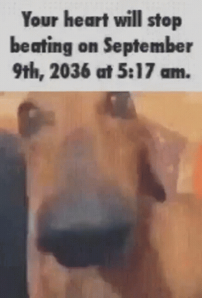 Dog Saying Your Heart Will Stop Beating On September 9Th GIF