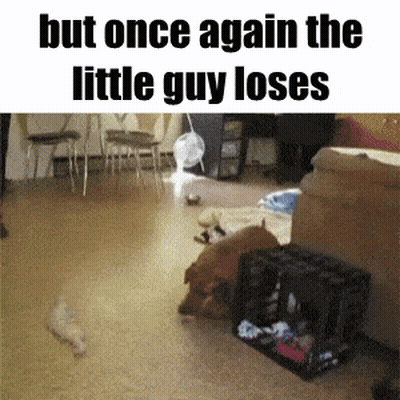 Dog Says But Once Again The Little Guy Loses GIF