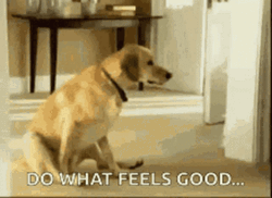 Dog Scratching Do What Feels Good GIF