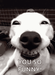 Dog Showing Big Teeth Funny Animal  GIF