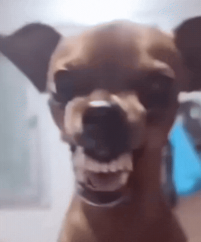 Dog Showing Teeth Close Up