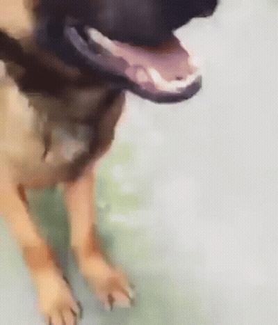 Dog Shy Shy Dog GIF