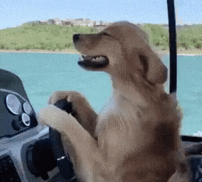 Dog Sitting At Boat Steering Wheel GIF