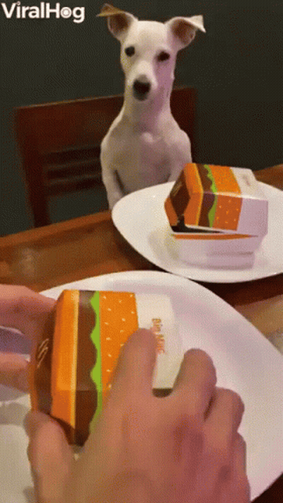 Dog Sitting At Table Looking At Hamburger Box GIF