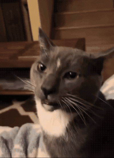 Dog Sitting At Table Looking At Hamburger Box GIF
