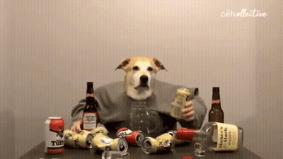 Dog Sitting At Table With Beer And Whiskey GIF
