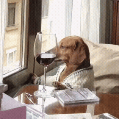 Dog Sitting At Table With Glass Of Wine In Mouth GIF