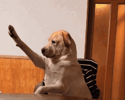 Dog Sitting At Table With Paw In Air GIF