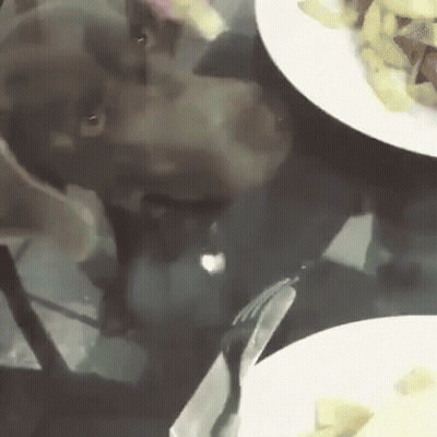 Dog Sitting At Table With Plates Of Food GIF