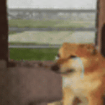 Dog Sitting By Window With Tear From Nose GIF