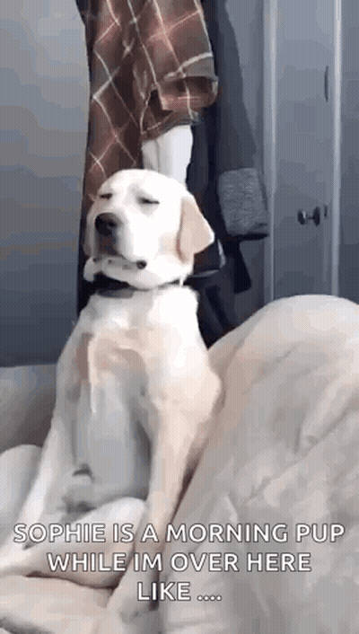 Dog Sitting Couch Eyes Closed Person Behind GIF