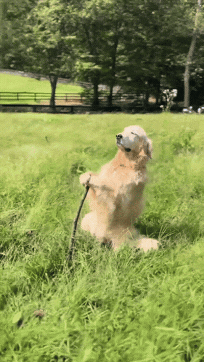 Dog Sitting Holding Stick GIF