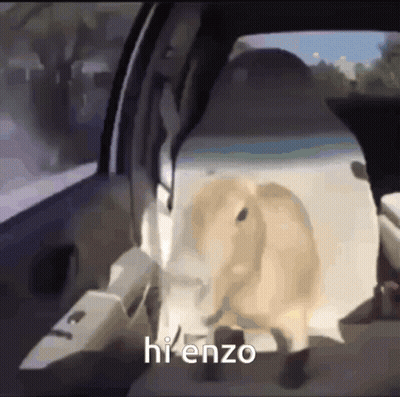 Dog Sitting In Back Of Car Saying Hi Enzo GIF