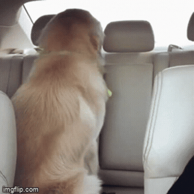 Dog Sitting In Back Seat Of Car Imgflip.com GIF