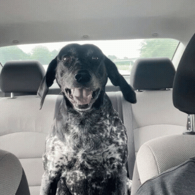 Dog Sitting In Back Seat Of Car GIF