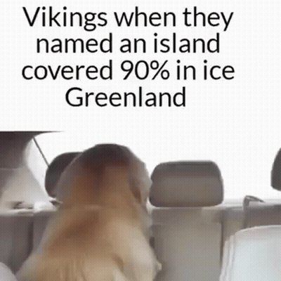 Dog Sitting In Back Seat Of Car With Funny Caption GIF