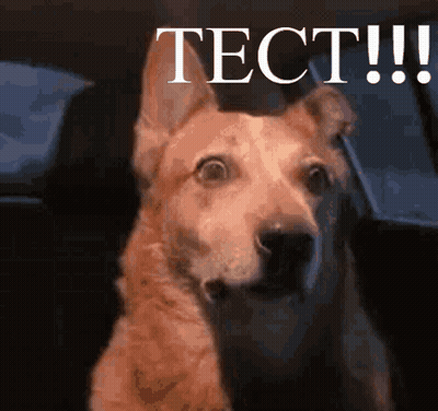 Dog Sitting In Back Seat Of Car With Text Tect GIF